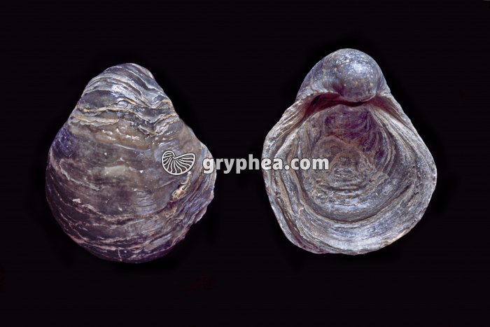 Gryphées vues inférieure et supérieure (Gryphaea dilatata, Callovien, Calvados, France) - gryphea.com